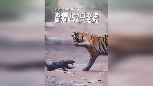 大哥爆料小老虎视频大全,小老虎视频大全精彩瞬间大放送 第3张 大哥爆料小老虎视频大全,小老虎视频大全精彩瞬间大放送 第3张